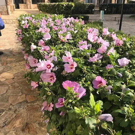 Apolon 8 Ravda Apartmán *