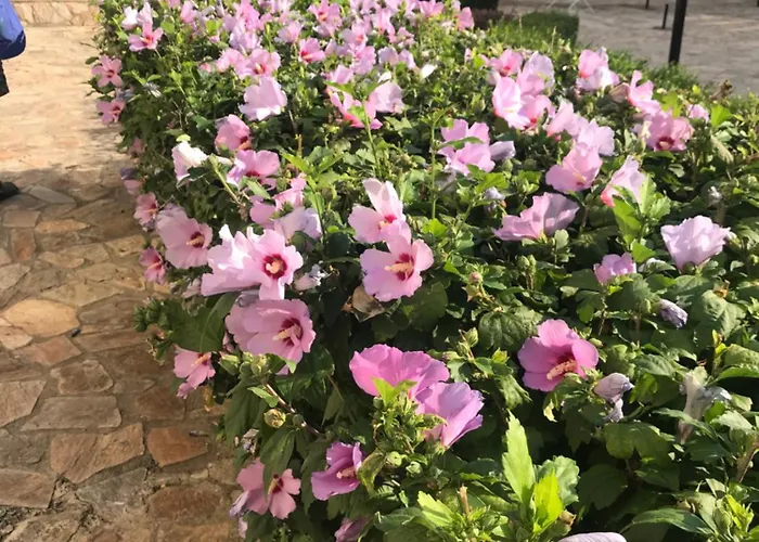 Apolon 8 Ravda Apartmán *